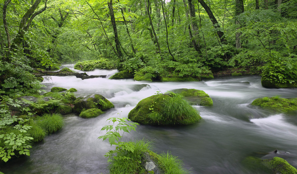 Леса Японии