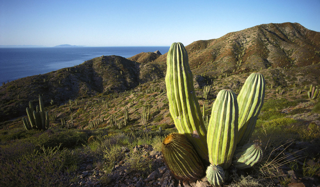 Мексика кактусы текила