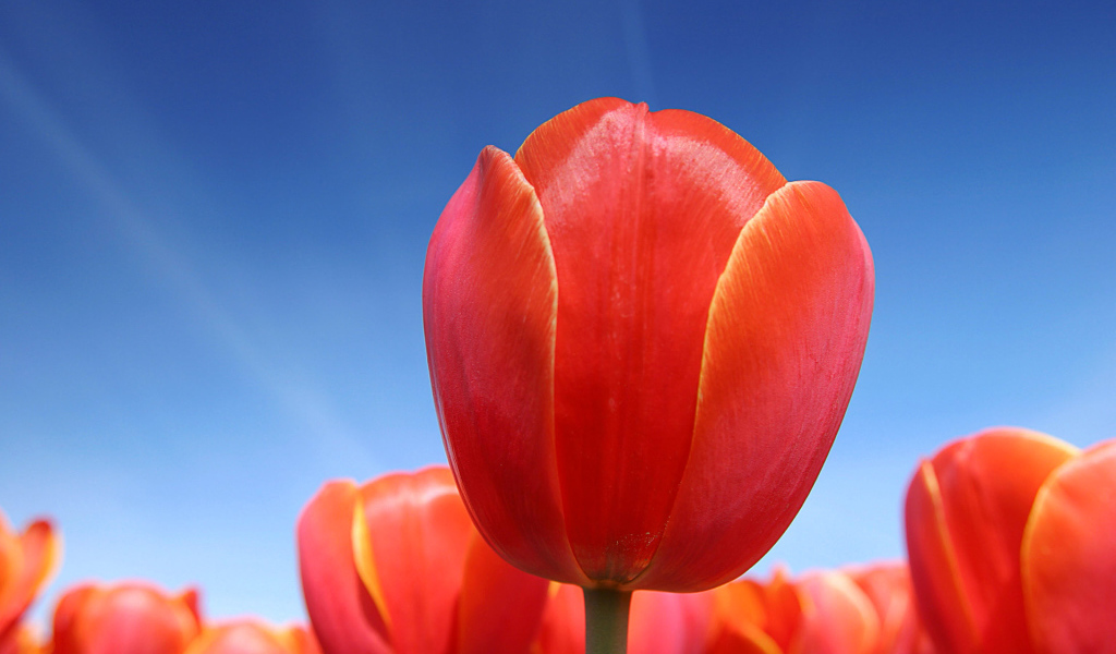 Цветы в Голандии