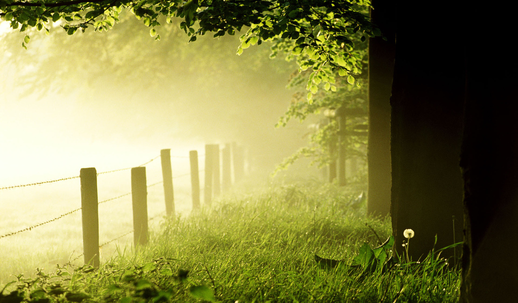 Солнечный летний день