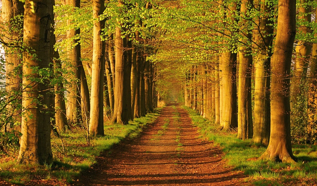 Лес в Голандии