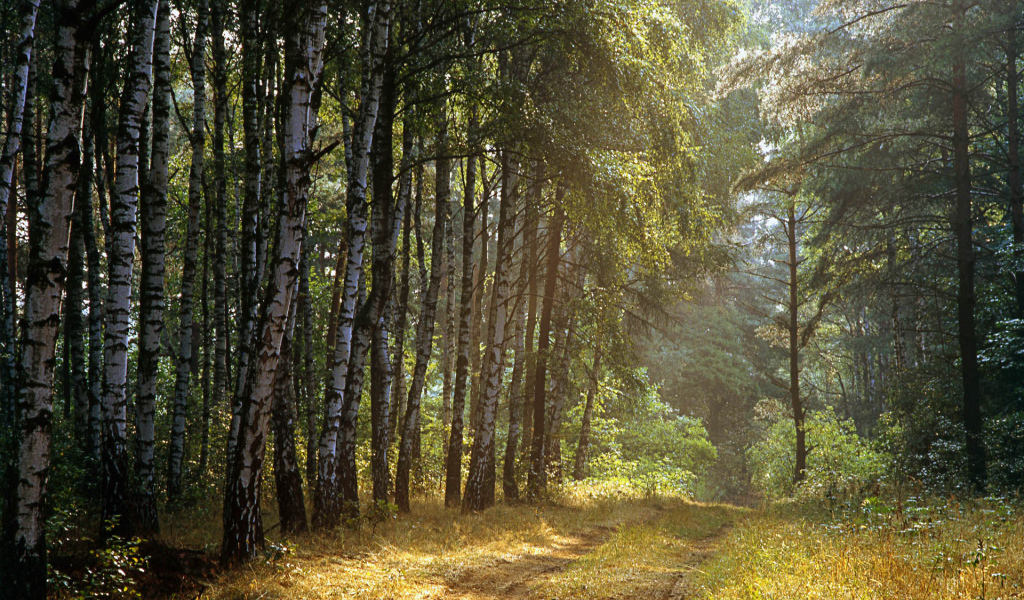 Польский лес