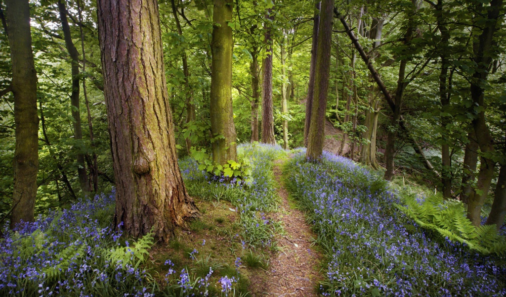 Лес в Подмосковье