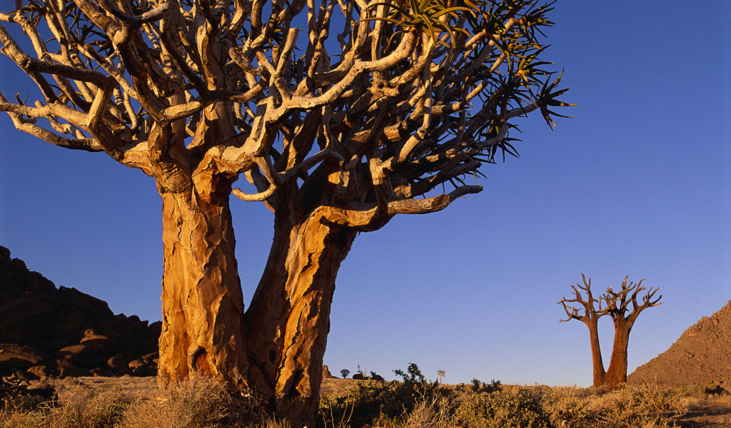 Сухое ветвистое дерево