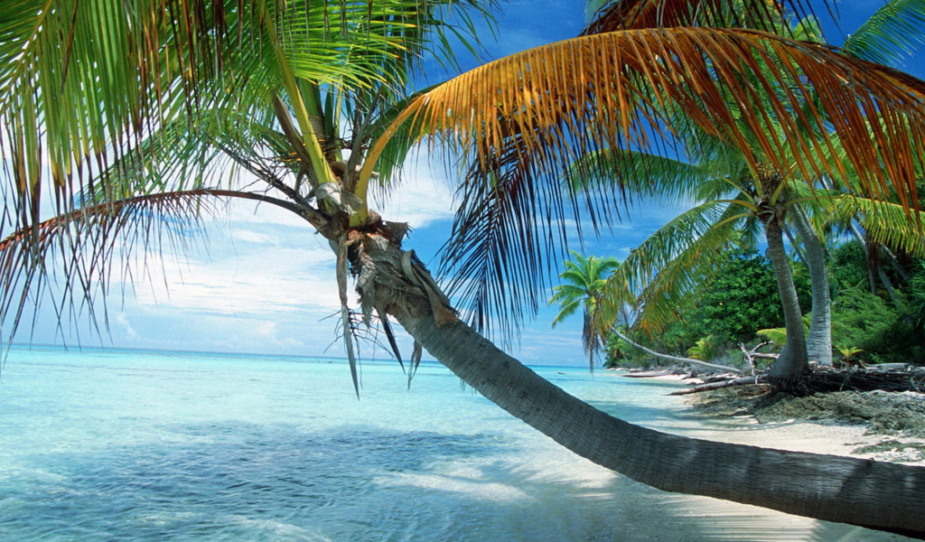 Французская Полинезия, раскинувшаяся пальма