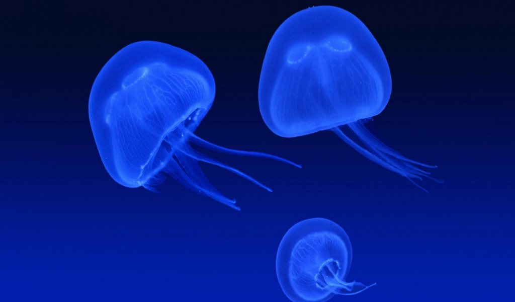 Неоновые медузы