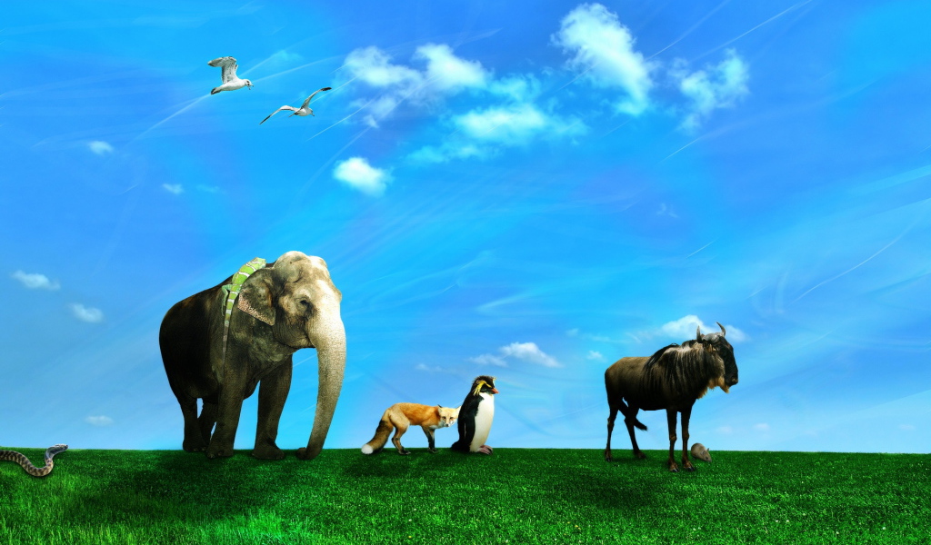 Дикие животные