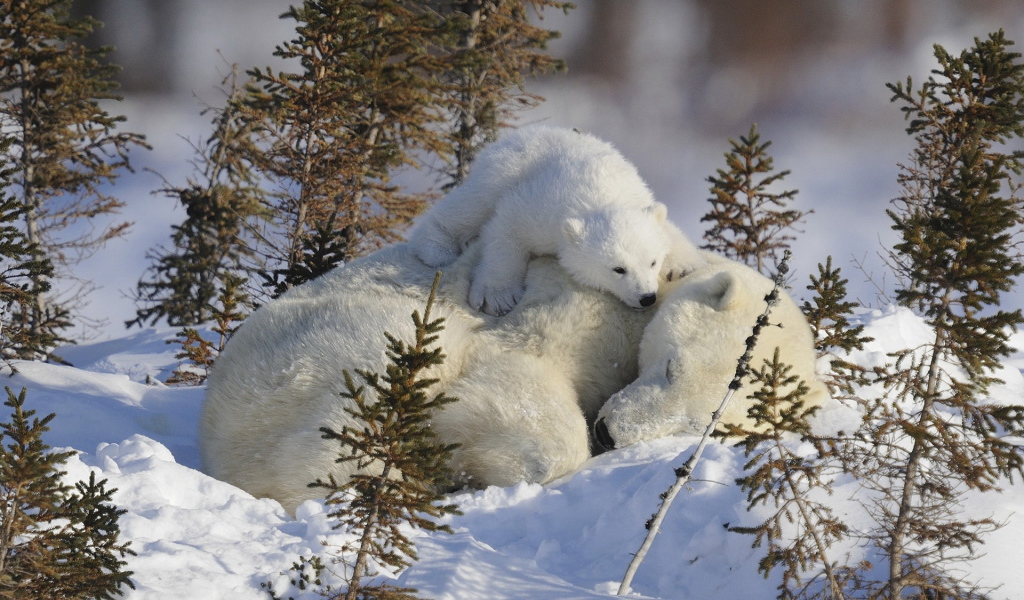 Медведица и малыш