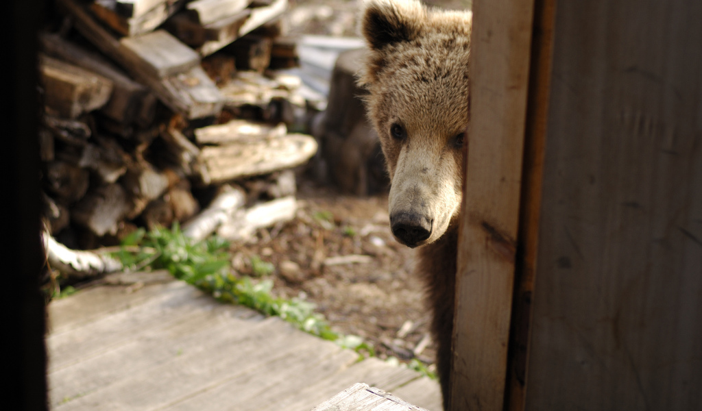 Медведь за дверью