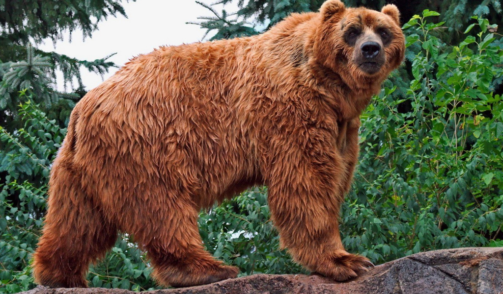 Медведь в лесу