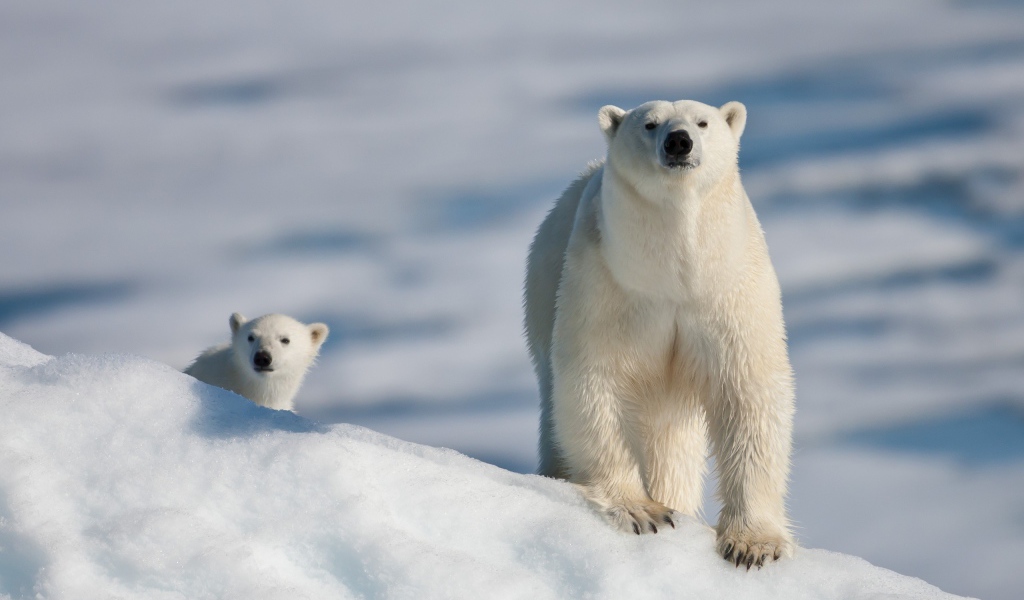 Медведица с малышом