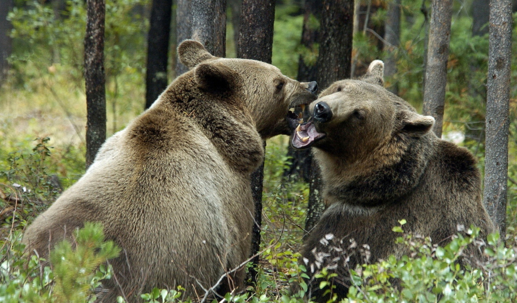 Медвежья пара
