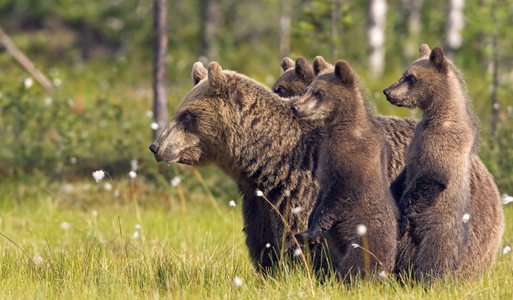 Bears and bear