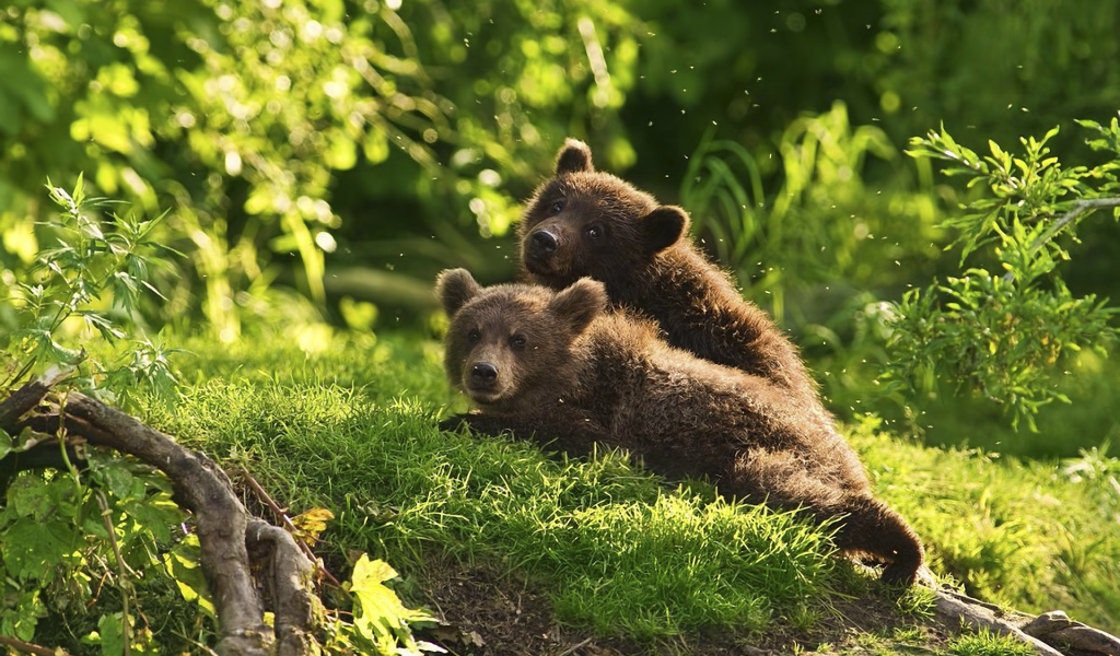 Медведи в лесу