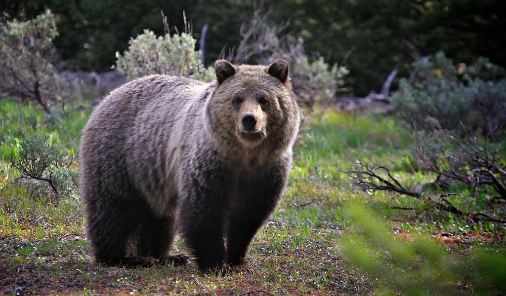 Бурый медведь