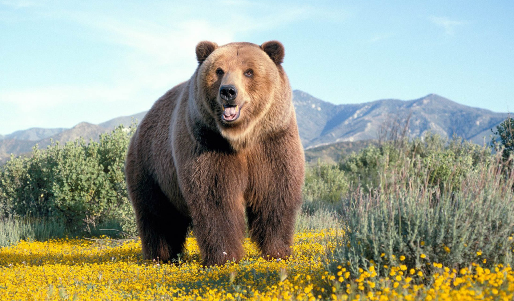 Одиночка-медведь