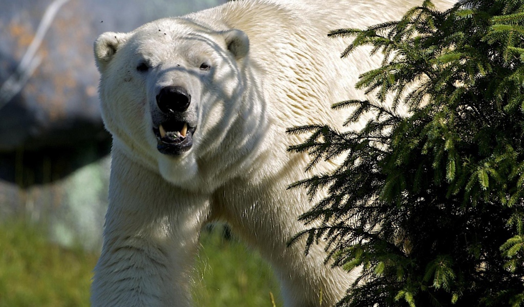 Белый медведь за елкой