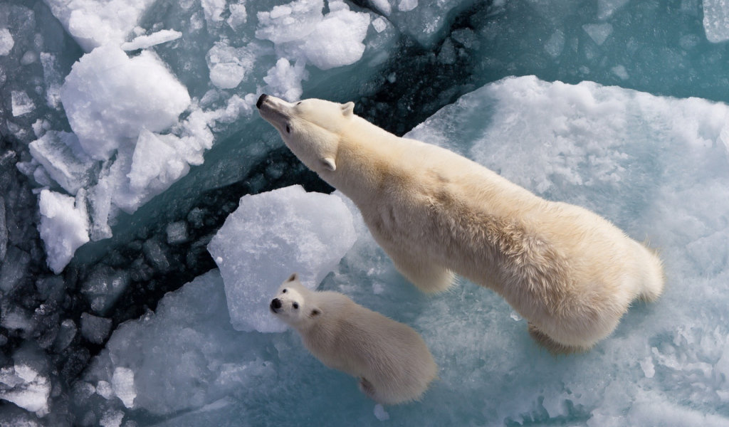 Белый медведь с медвежонком