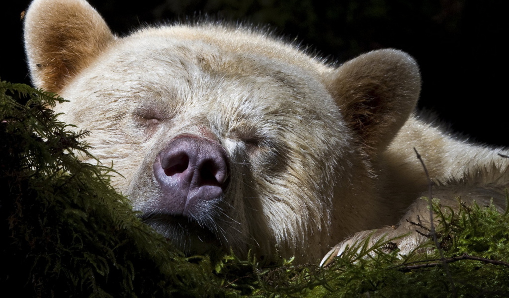 Спящий медведь