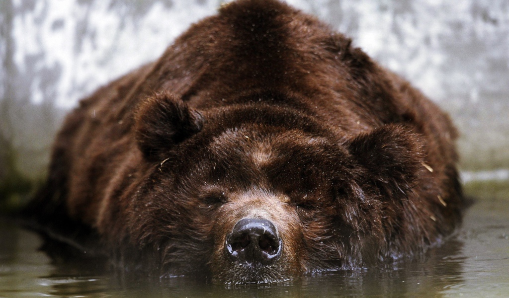 Спящий бурый медведь