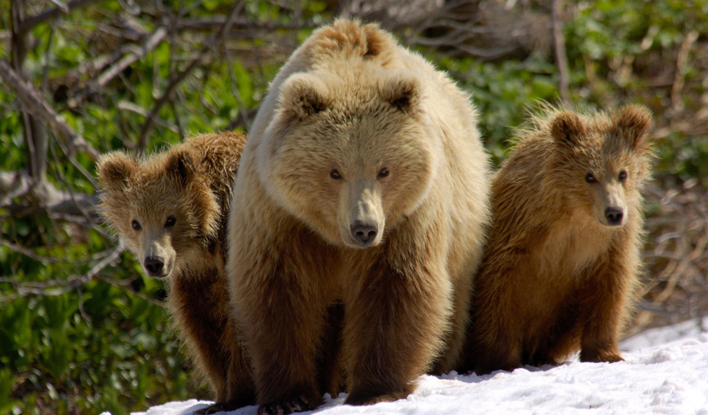 Три медведя