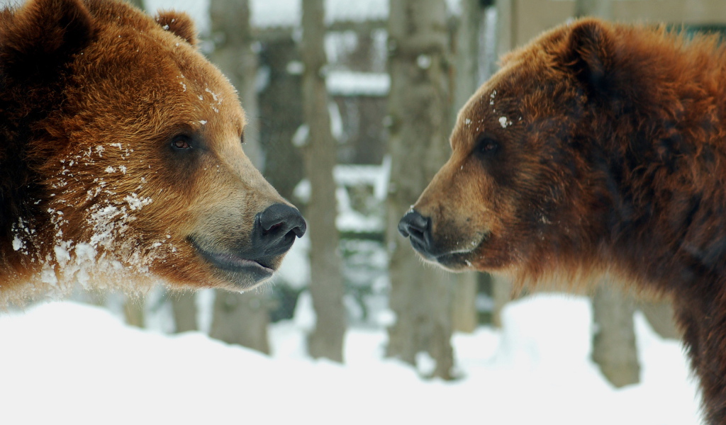 Два медведя