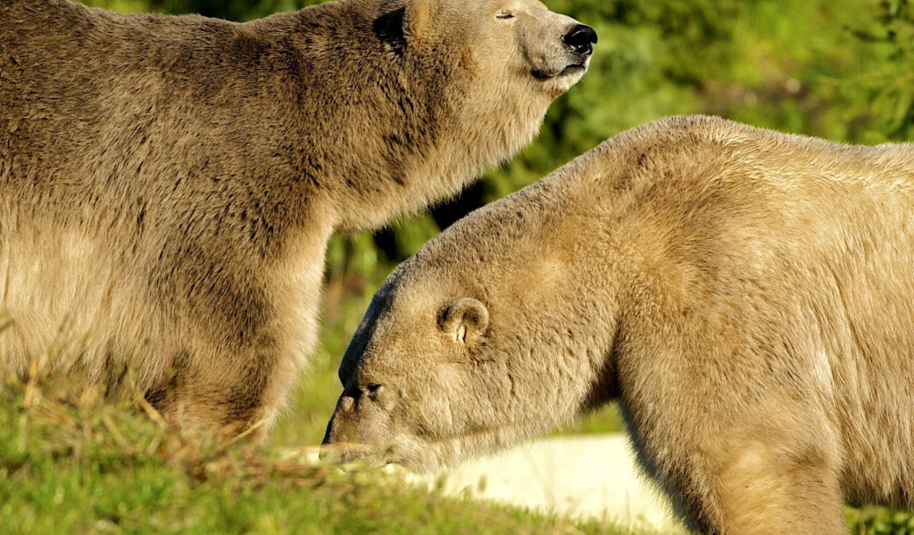 Два белых медведя
