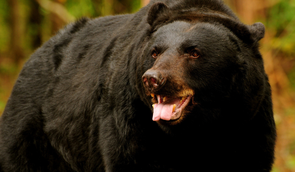 медведь Грызли