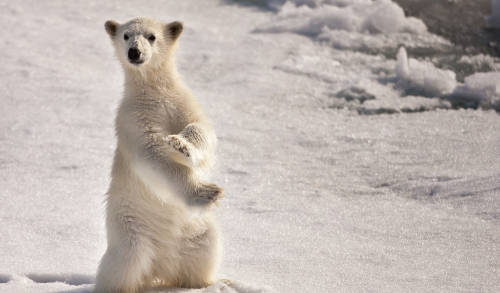 Белый медвежонок