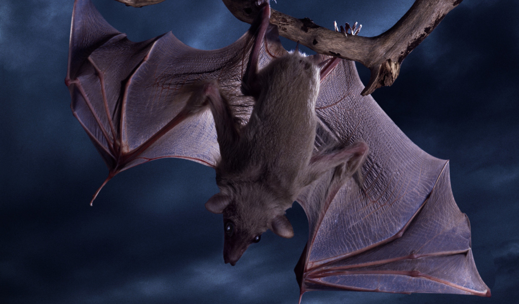 Летучая мышь