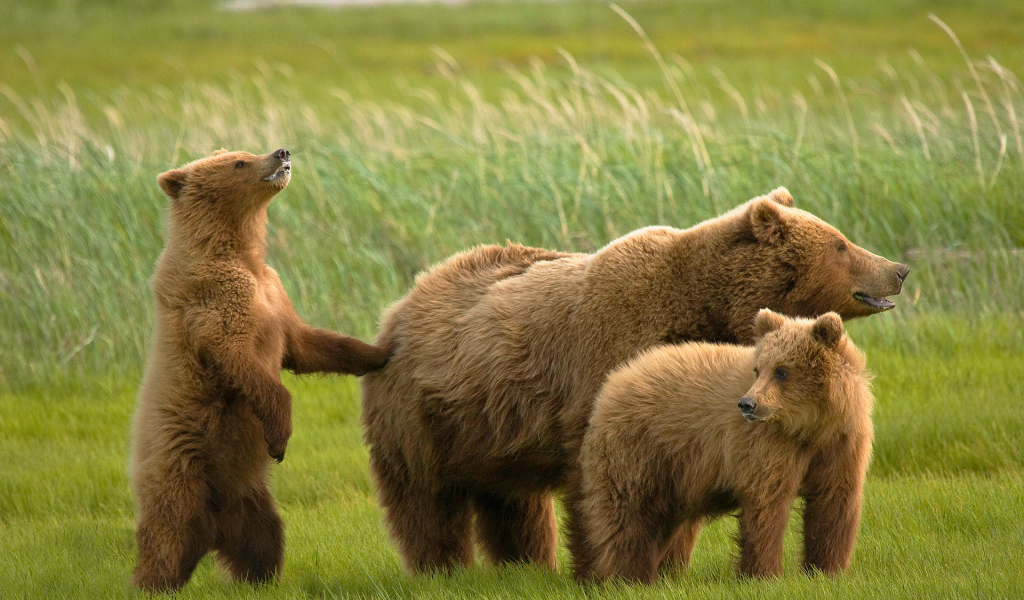 Медведь и медвежата