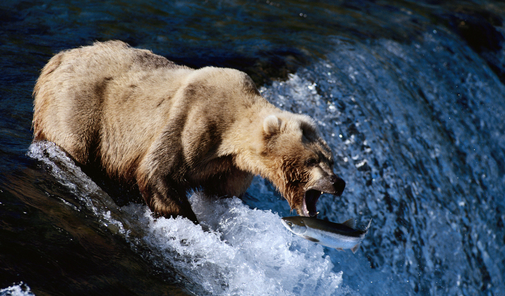 Медведь на рыбалке