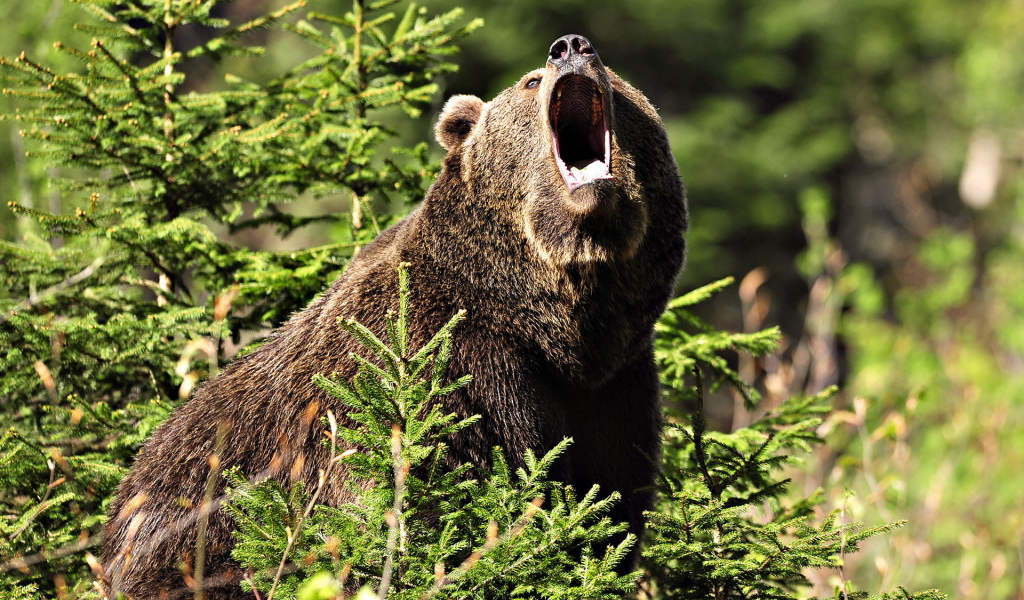 Медведь Гризли