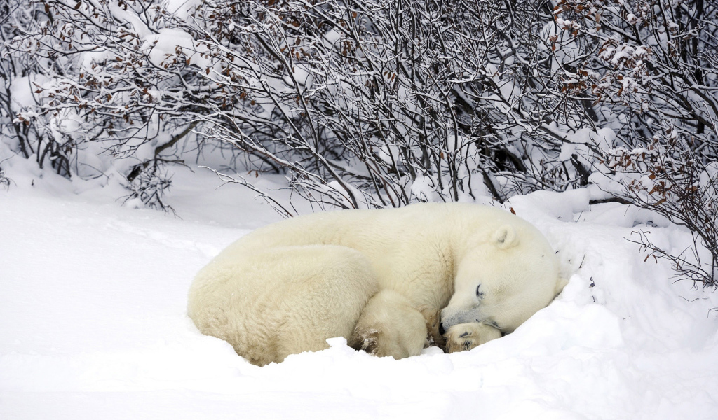 Мишка в снегу
