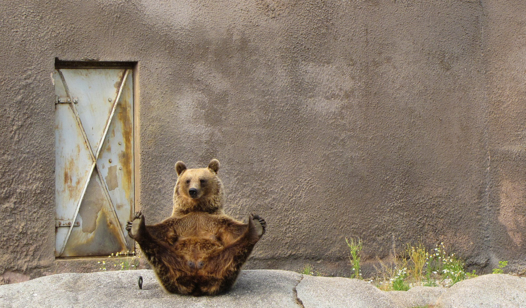 Бурый медведь