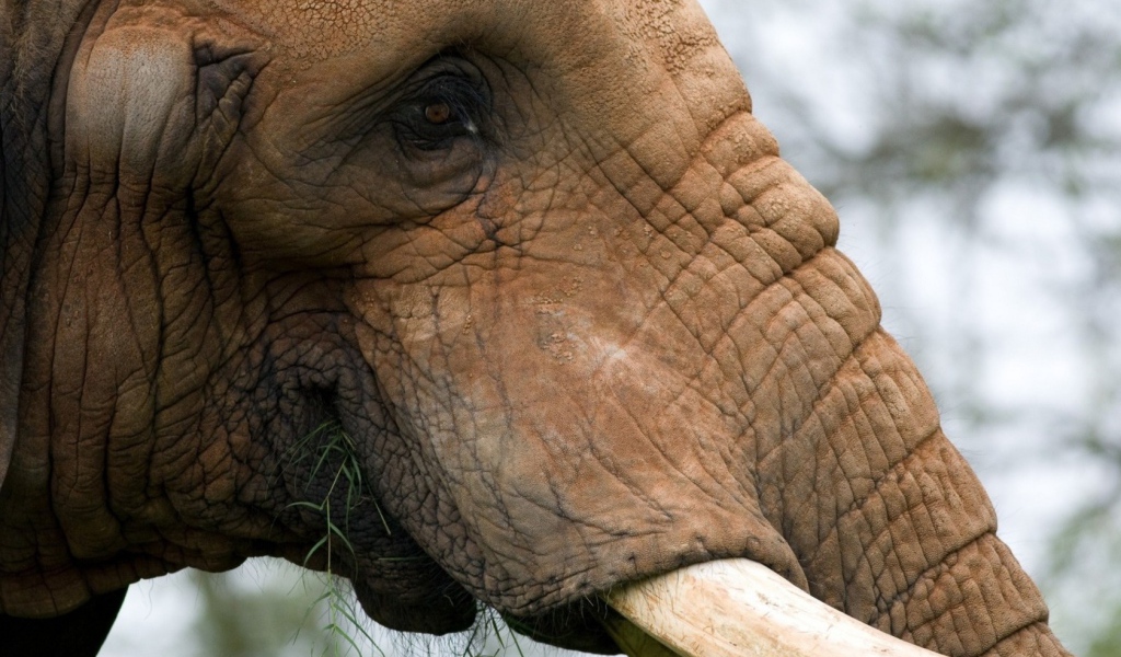 Жующий слон