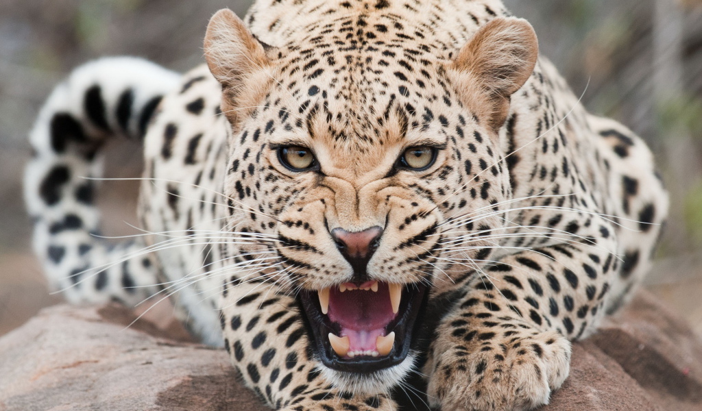 Огрызающийся леопард