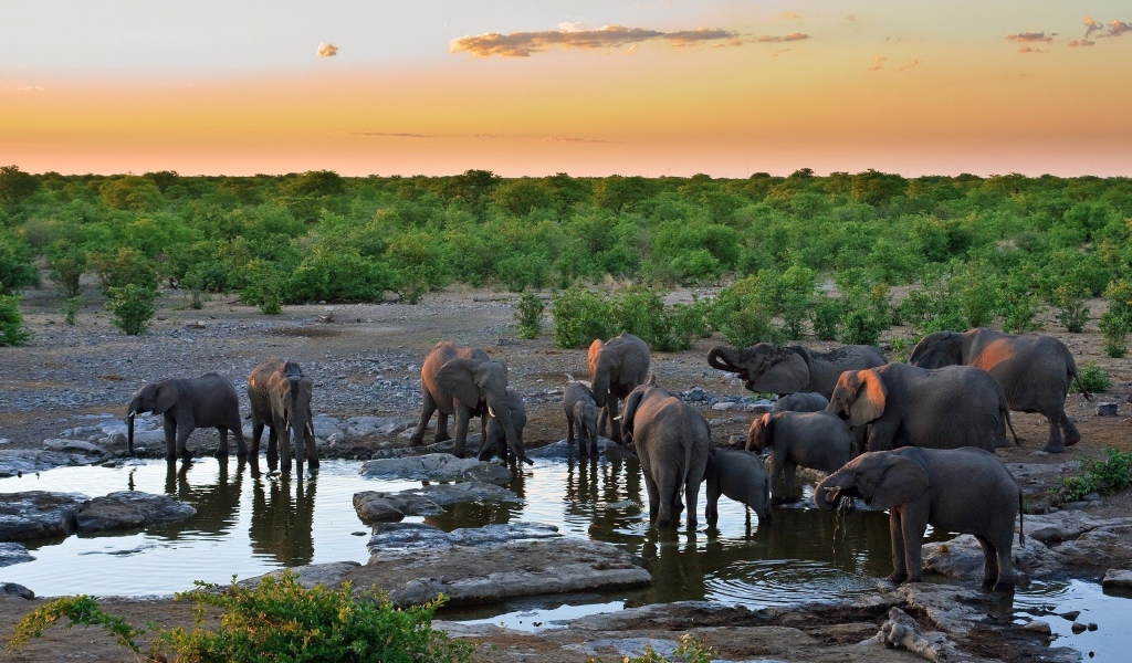 Слоны на водопое