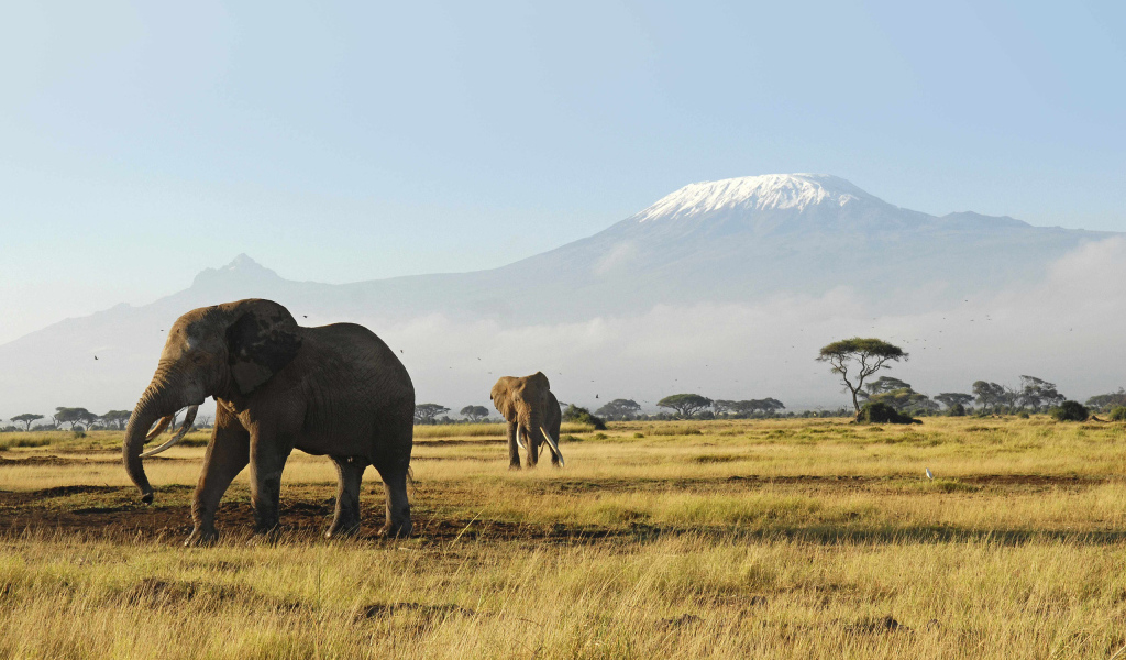 Слоны гуляют