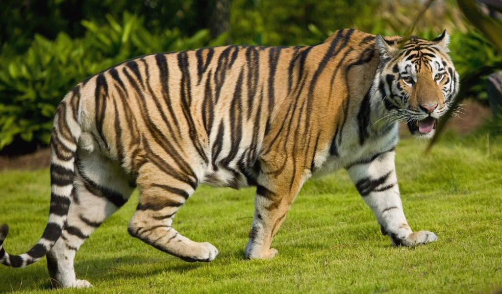 Разговорчивый тигр