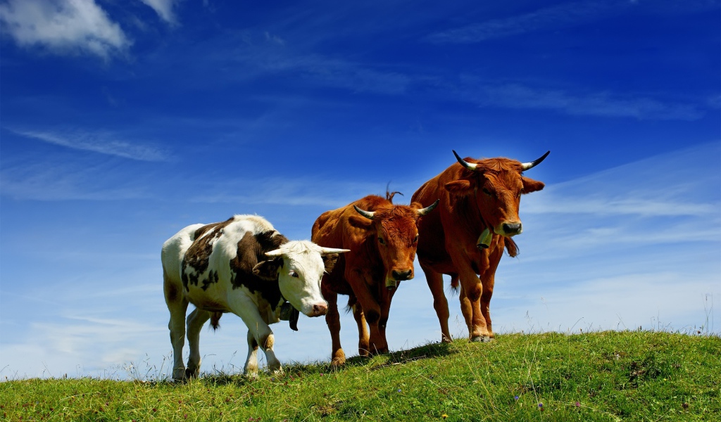 Бычки на прогулке