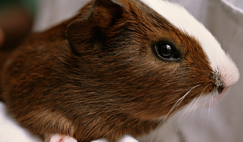 Морская свинка