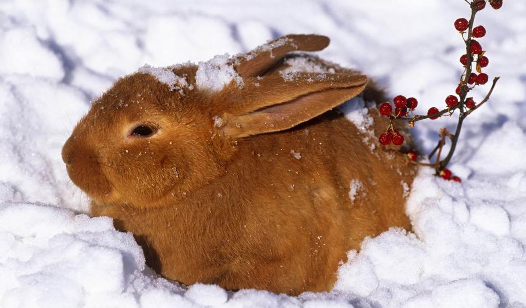 Зайчик в снегу