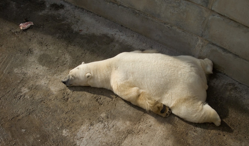 Отдыхающий белый медведь