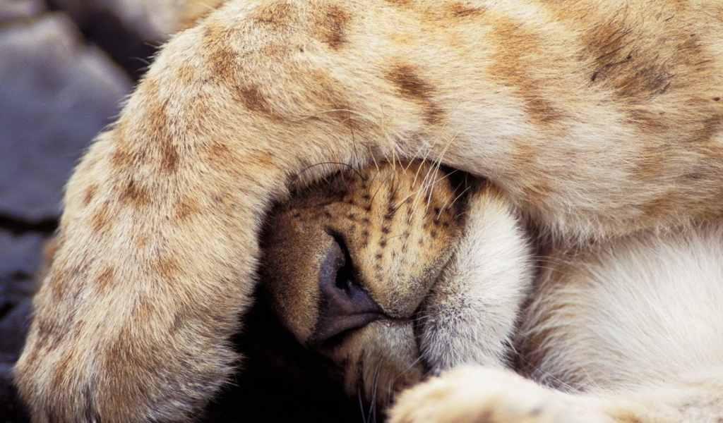 Прикрывшийся лев