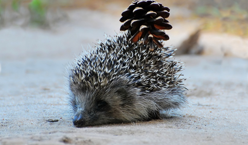 Еж с шишкой
