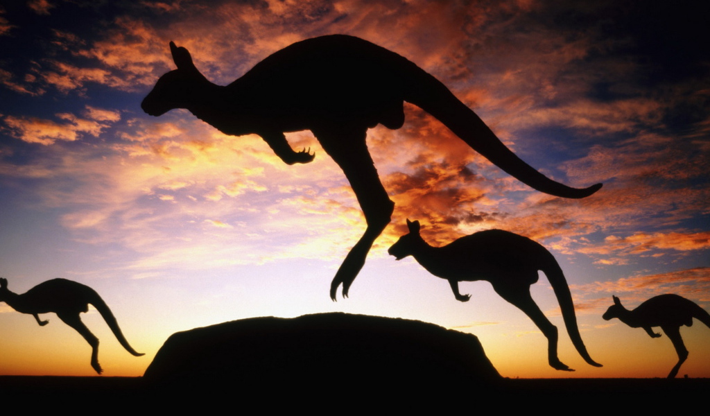 Кенгуру на закате