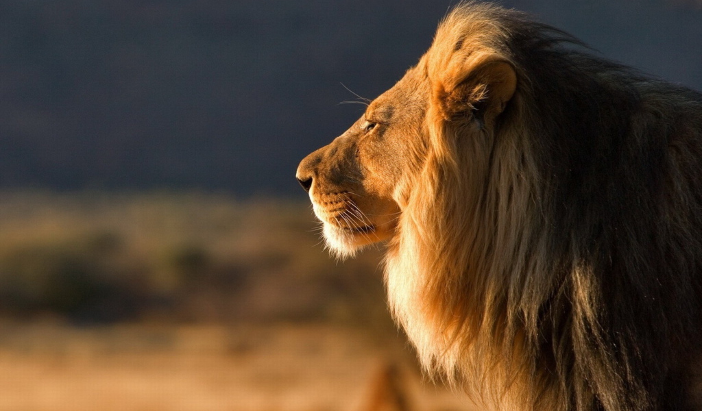 Царь зверей