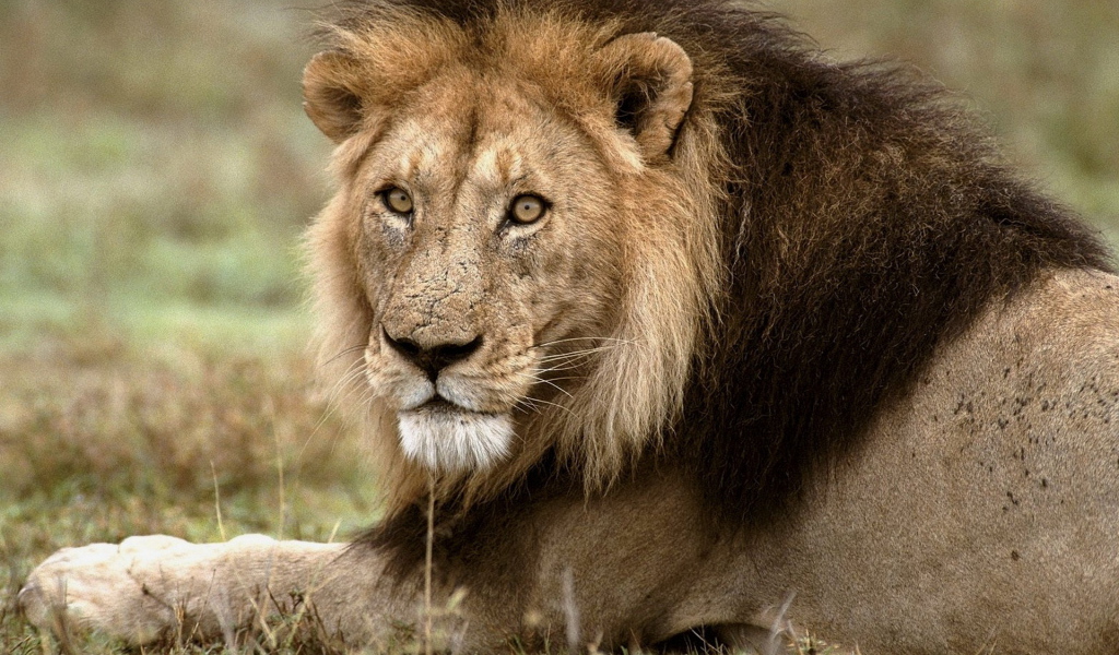 Царь зверей