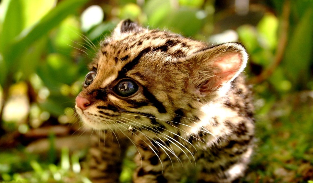 котенок Гепарда